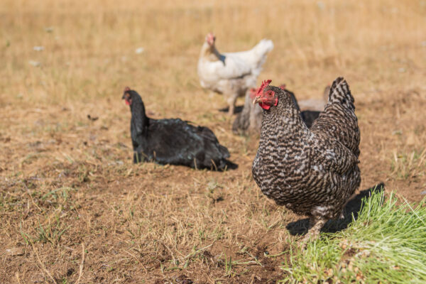Layer Chickens for sale (Egg Production)