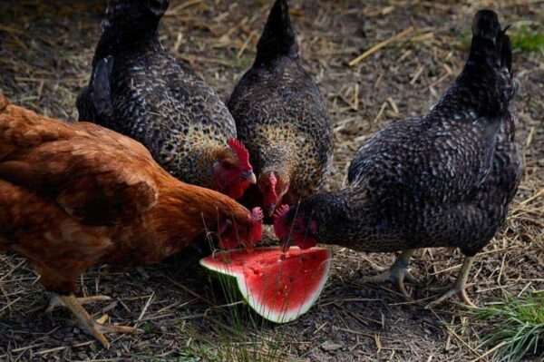 Layer Chickens for sale (Egg Production)