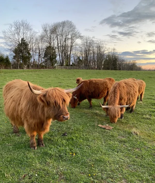 Scottish Highland cattle for sale