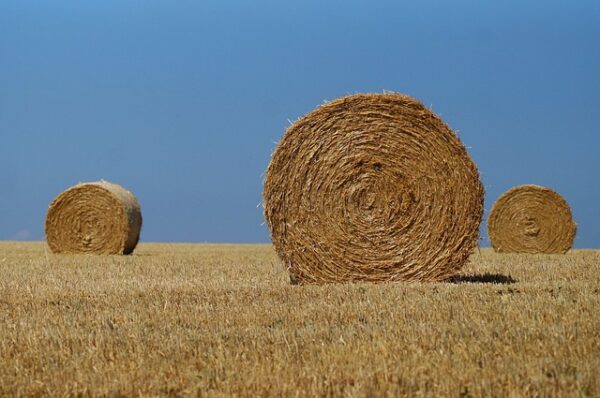 Silage for sale (Corn and Grass)