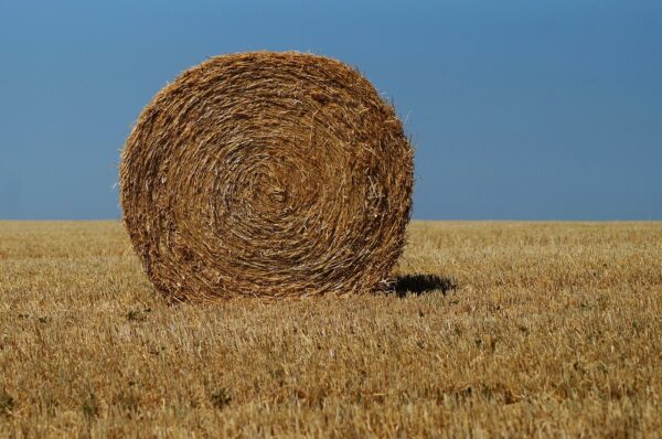 Silage for sale (Corn and Grass)