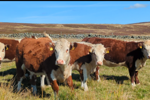 Hereford cattle for sale