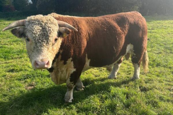 Hereford cattle for sale