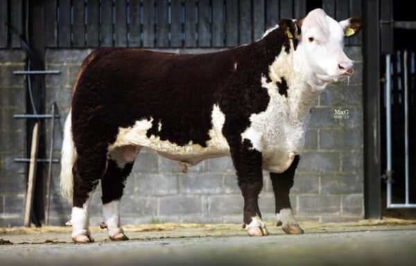 Hereford cattle for sale