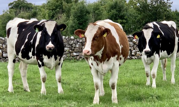 Holstein Friesian cattle for sale