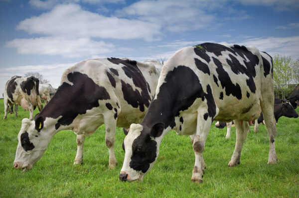 Holstein Friesian cattle for sale