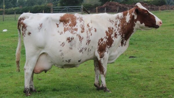 Ayrshire cow for sale - Image 5