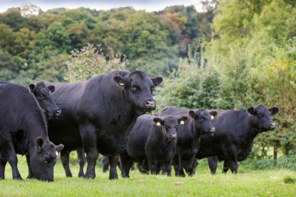 Angus Cattle for sale