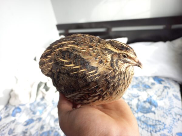 Quail for sale