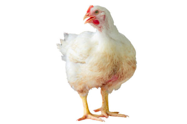 Broiler Chickens for sale - Image 2