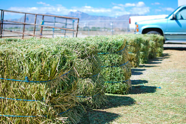 Alfalfa Hay for sale - Image 12