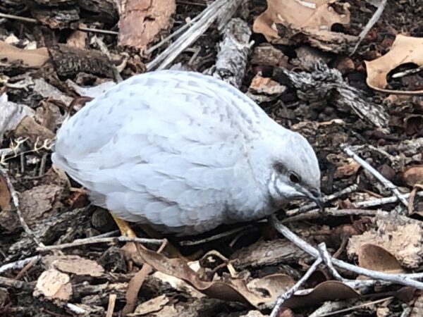 Quail for sale