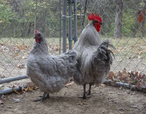 Layer Chickens for sale (Egg Production)