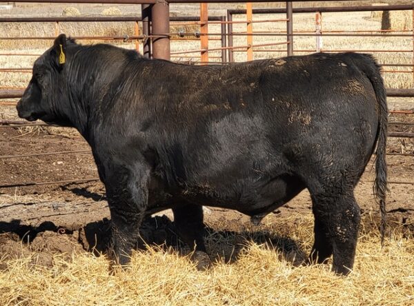 Gelbvieh cattle for sale