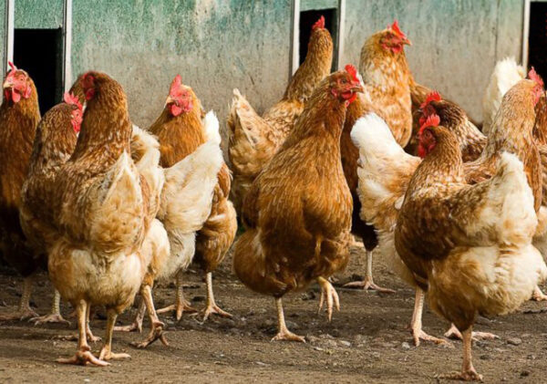 Layer Chickens for sale (Egg Production)