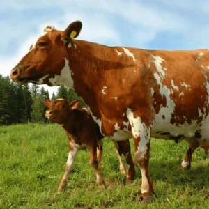 Ayrshire cow for sale