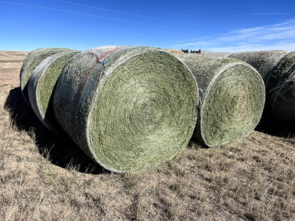 Alfalfa Hay for sale - Image 16