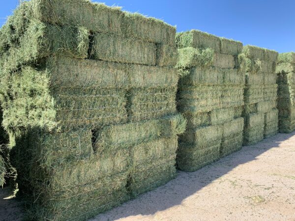 Alfalfa Hay for sale - Image 13