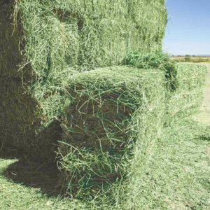Alfalfa Hay for sale