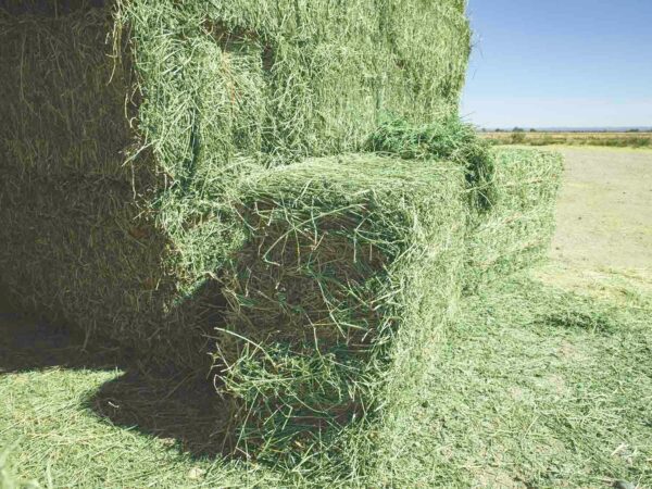 Alfalfa Hay for sale - Image 15