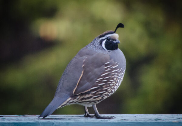 Quail for sale