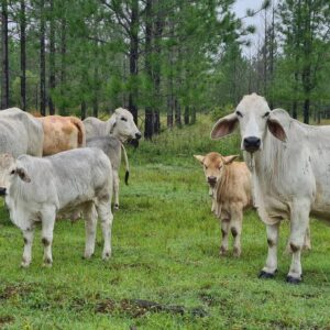 Gelbvieh cattle for sale