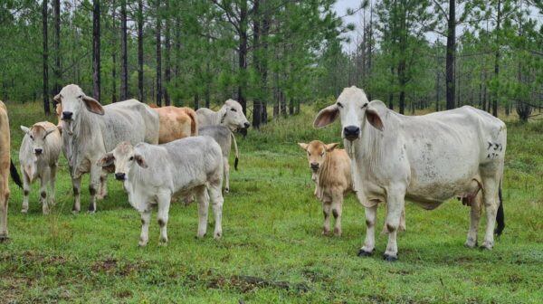 Gelbvieh cattle for sale