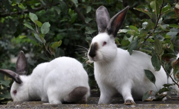 Rabbits for sale