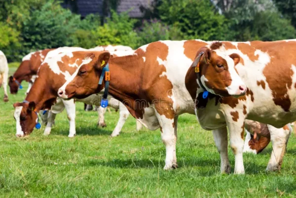 Holstein Friesian cattle for sale