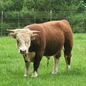 Hereford cattle for sale