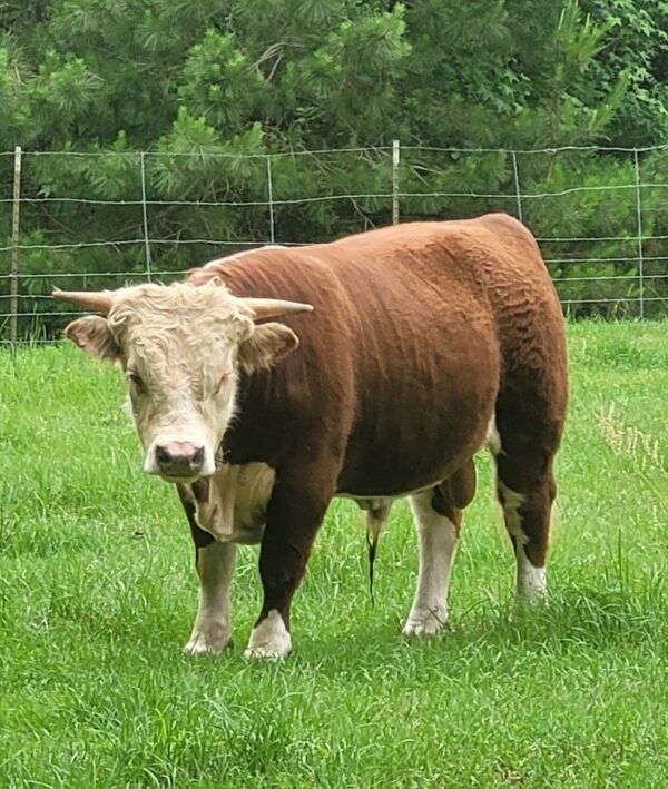 Hereford cattle for sale