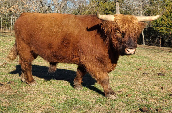 Scottish Highland cattle for sale