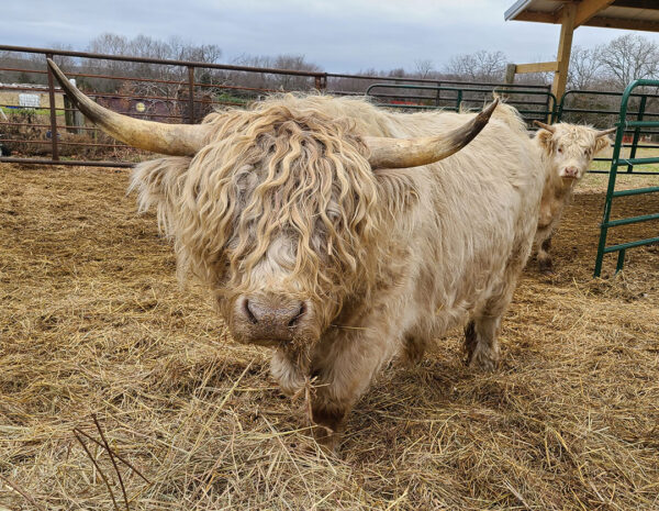 Scottish Highland cattle for sale