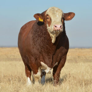 Simmental cattle for sale