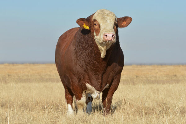 Simmental cattle for sale