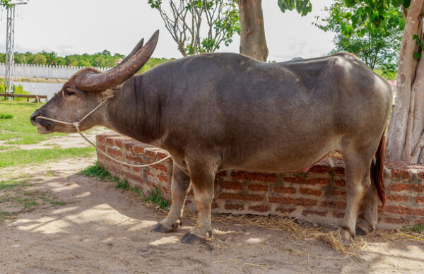 Buffalo for sale (Water Buffalo)