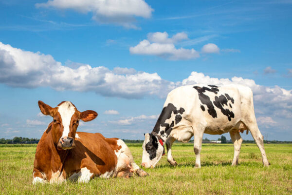 Holstein Friesian cattle for sale