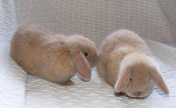 Rabbits for sale