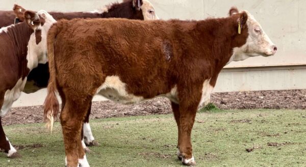 Hereford cattle for sale