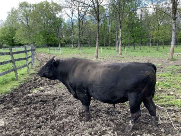 Cattle for sale (beef cattle)