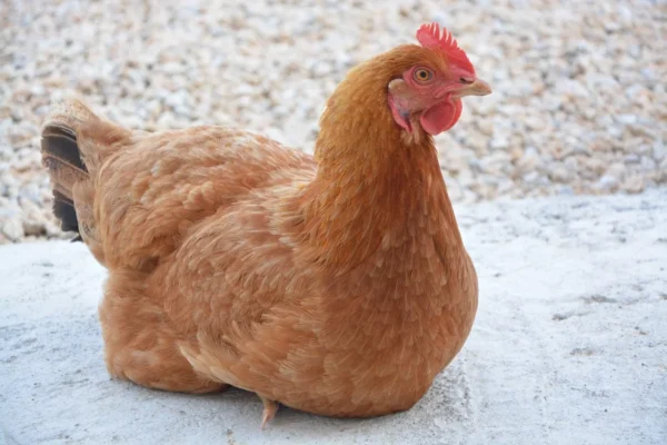 Layer Chickens for sale (Egg Production)