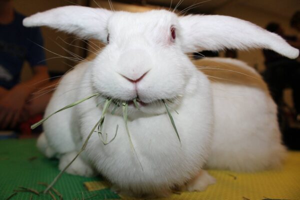 Rabbits for sale