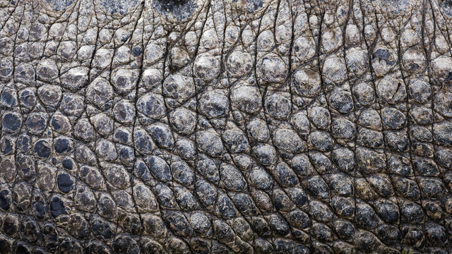 Alligator skin for sale Angola