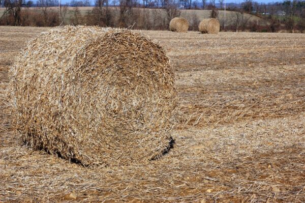 Corn stover grass for sale