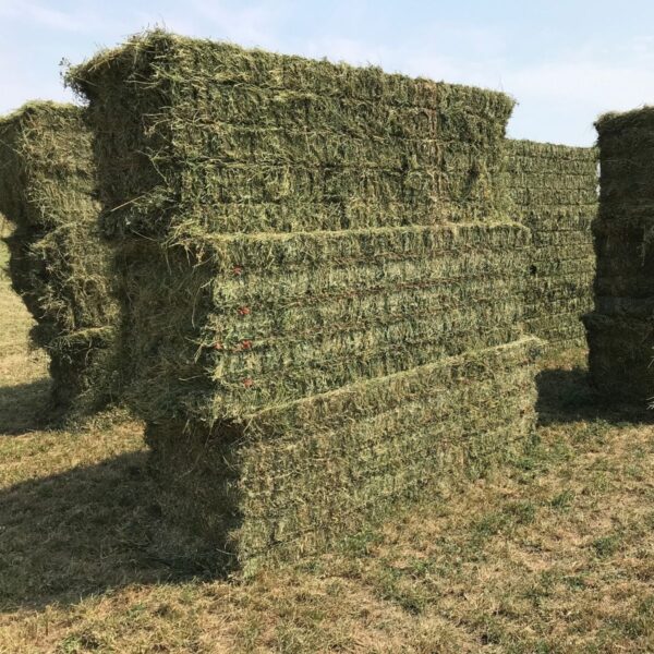 Clover hay for sale