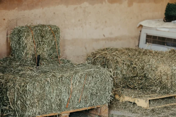 Elephant grass for sale