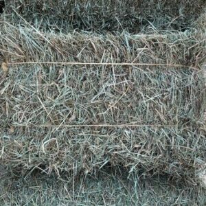 Fescue grass for sale