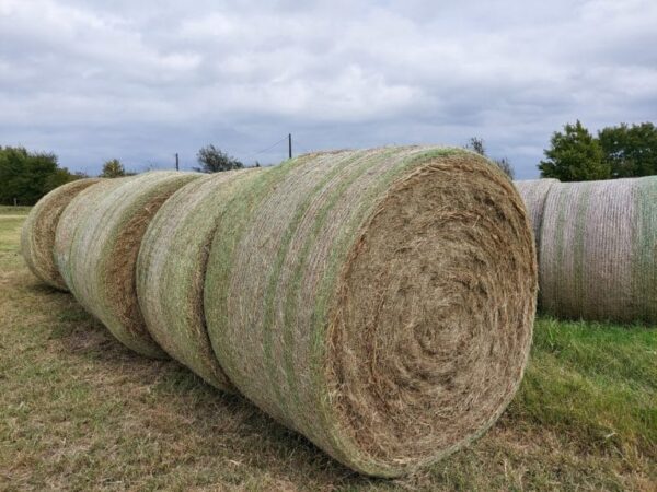 Ryegrass for sale online