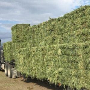 Sorghum silage for sale