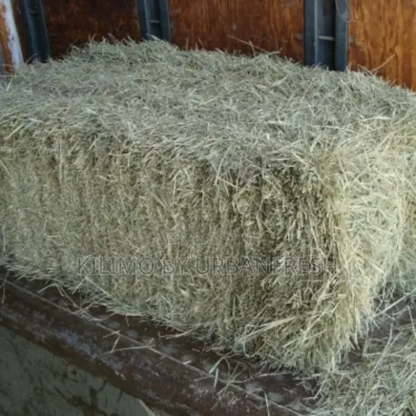 Sorghum silage for sale
